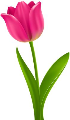 a single pink flower with green stems on a white background