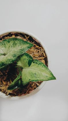 a plant with green leaves in a white bowl