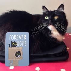 a black cat sitting on top of a suitcase next to a sign that says forever home