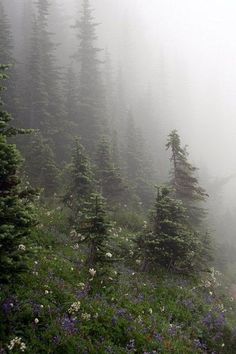 a foggy forest filled with lots of trees and wildflowers on the side of a road