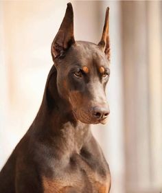 a brown dog sitting on top of a wooden floor next to a wall and window