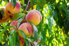 peaches growing on a tree with green leaves