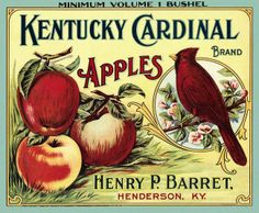 an advertisement for kentucky cardinal brand apples