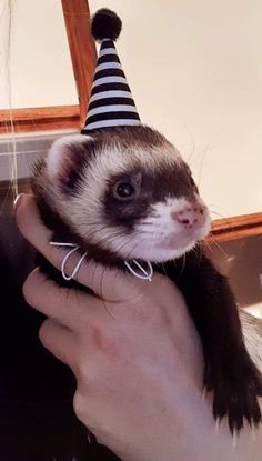 a ferret in a party hat being held by someone