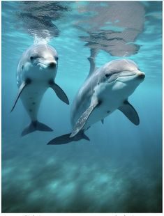 two dolphins swimming in the ocean together