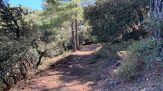 a dirt path in the woods with trees on both sides and bushes to the side