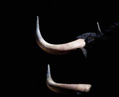 an animal with long horns is shown in the dark