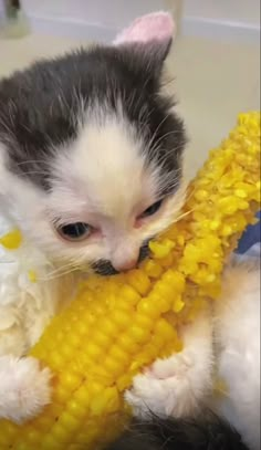 a kitten is playing with a corn on the cob