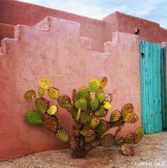 there is a small cactus next to a pink wall