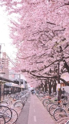 many bicycles are lined up along the sidewalk near some trees with pink flowers on them