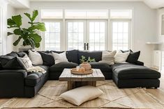 a living room filled with furniture and a large plant in the middle of the room