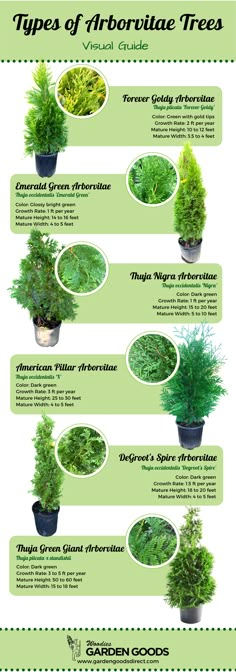 the different types of plants that grow in pots