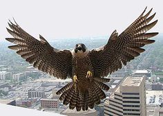 a large bird with its wings spread out in front of a cityscape and skyscrapers