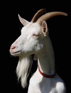 a white goat with long horns and a red collar is looking off into the distance