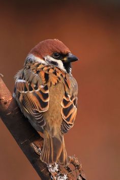 a small bird sitting on top of a tree branch next to brown and white background