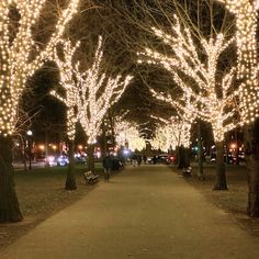 the trees are lit up with white lights