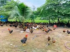 a group of chickens standing on top of a dirt field