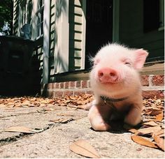 a small pig sitting on top of leaves in front of a house