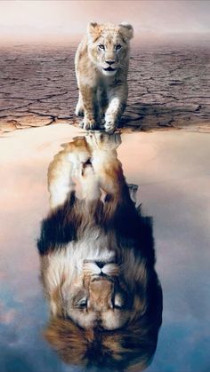 a lion cub standing on top of a rock in the middle of water with its reflection