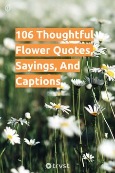 white daisies with the words'106 thoughtful flower quotes sayings and captions