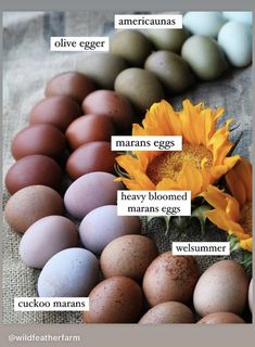 an image of eggs and flowers with words on the side that say, what are they?