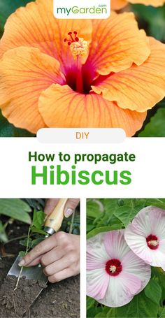 how to propagate hibiscus flowers in the garden