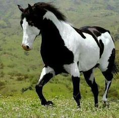 a black and white horse is running in the grass with hills in the back ground