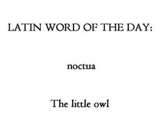 the words latin word of the day are in black and white, against a white background