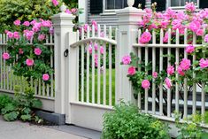 pink roses growing on the side of a white picket fence in front of a house