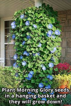 blue flowers growing on the side of a house with text that reads, plant morning glory seeds in a hanging basket and they will grow down