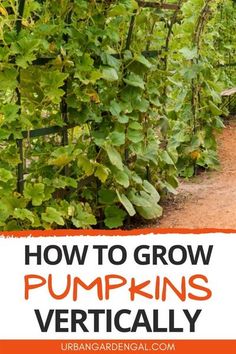 how to grow pumpkins vertically in the garden