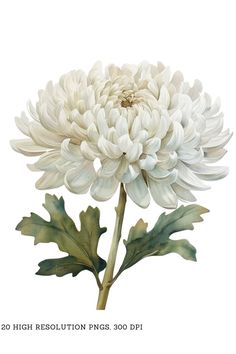 a large white flower sitting on top of a green plant