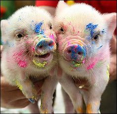 two small pigs are covered in colored paint