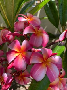 pink flowers are blooming on the tree outside