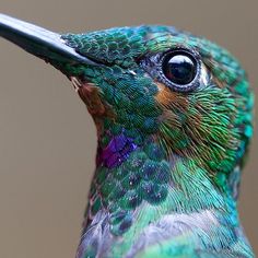 a close up view of a colorful hummingbird's head and beak with feathers all over it