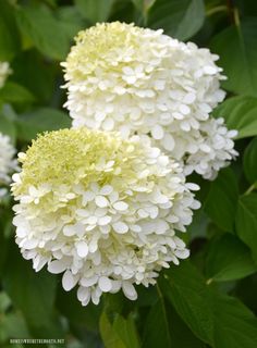 two white flowers with green leaves in the foreground and on the far side, there is no image here to provide a caption