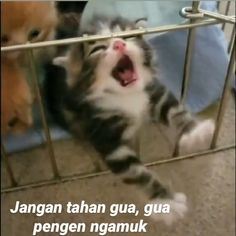 a cat is trying to get through the bars of a cage with its mouth open