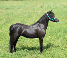 a black horse standing on top of a lush green field next to a blue rope