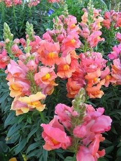 many pink and yellow flowers in a garden