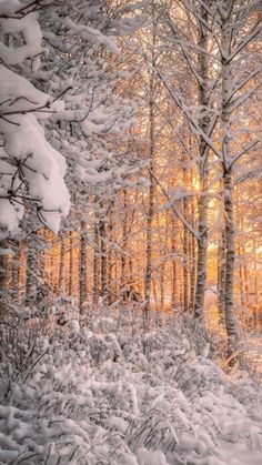 the sun shines through the snow covered trees