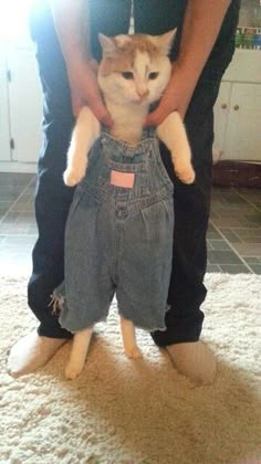 a cat sitting on top of someone's jeans in the middle of their legs