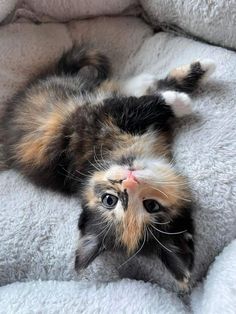 a cat laying on its back in a pet bed with it's eyes open