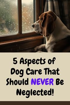 5 Key Aspects  of Dog Care that Must Not Be Neglected

Click the link to see the full (free!) tutorial from Professional Dog Trainer Doggy Dan!

Area #1: Give Your Dog the Gift of a Healthy, Balanced Diet
Area #2: Give Your Dog the Gift of Exercise
Area #3: Give Your Dog the Gift of Affection
Area #4: Give Your Dog the Gift of Safety, Comfort, and Good Health
Area #5: Find Out What Make Your Dog Jump for Joy
Area #6: Give Your Dog the Gift of Peace.