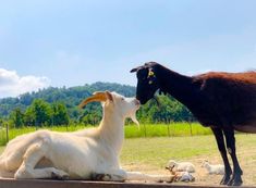 two goats and one goat laying on the ground