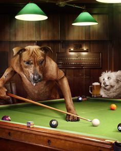 two dogs are playing pool in a bar