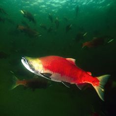 a large group of fish swimming in the water