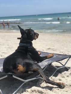 a black and brown dog sitting on top of a beach chair