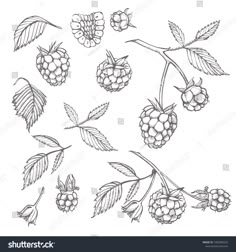 black and white raspberries on the branch with leaves stock photo, royalty illustration