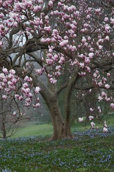 pink and blue flowers are blooming on the trees in this park with green grass