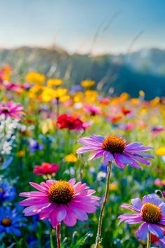 echinacea flowers Flower Garden Watercolor, English Wildflowers, Wildflower Gardens, Meadow Of Flowers, Colorado Wildflowers, California Wildflowers, Field Of Wildflowers, Wildflowers Photography